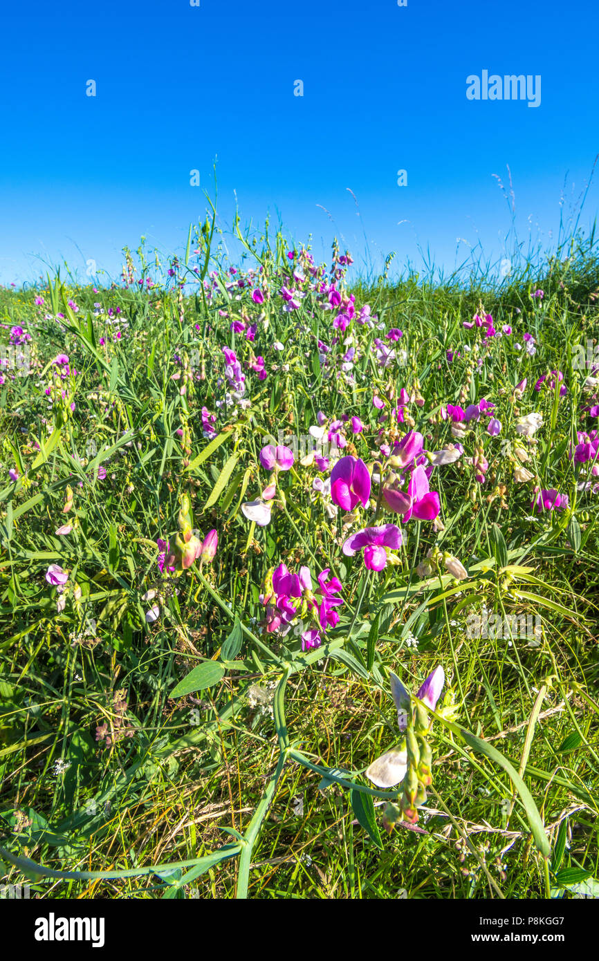 Wild sweet pea hires stock photography and images Alamy