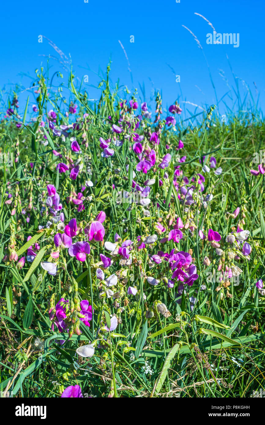 Sweet Pea Information