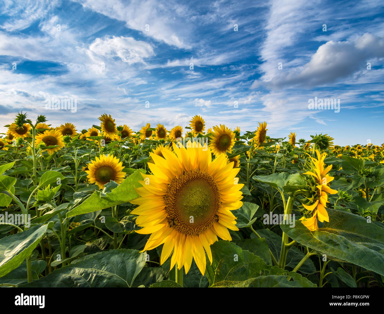 Farm field of Sunflowers (Helianthus) under blue sky with Cirrus clouds - France. Stock Photo