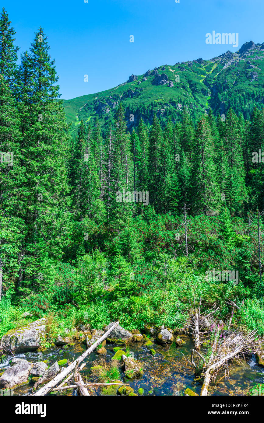 coniferous forest, view of the high beautiful mountains of the Tatra ...