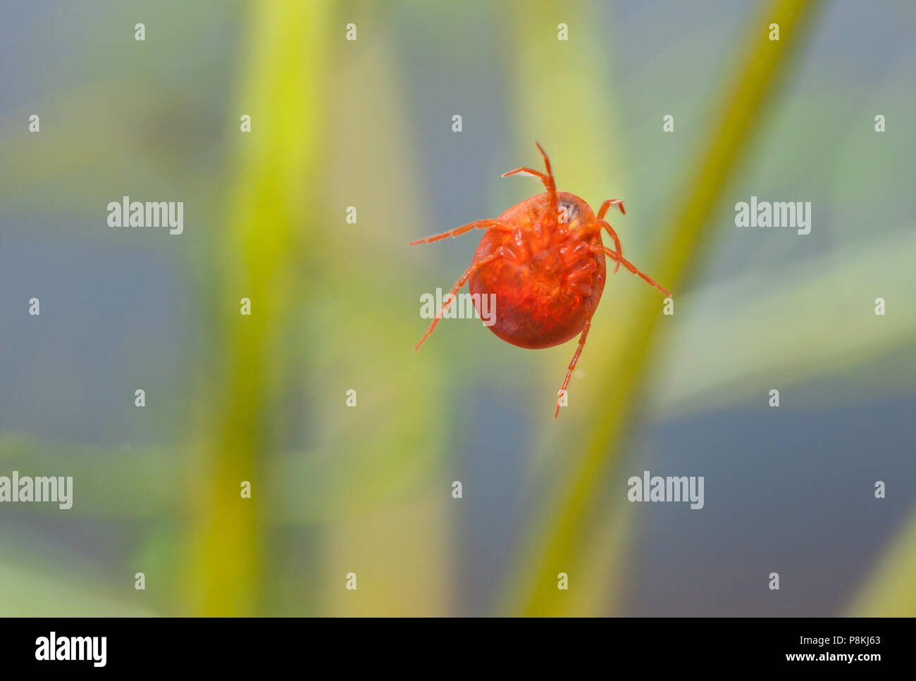 Water mite hires stock photography and images Alamy