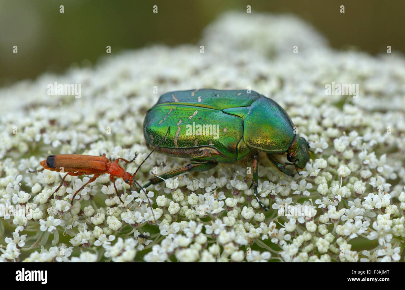 two beetles on a blossom Stock Photo