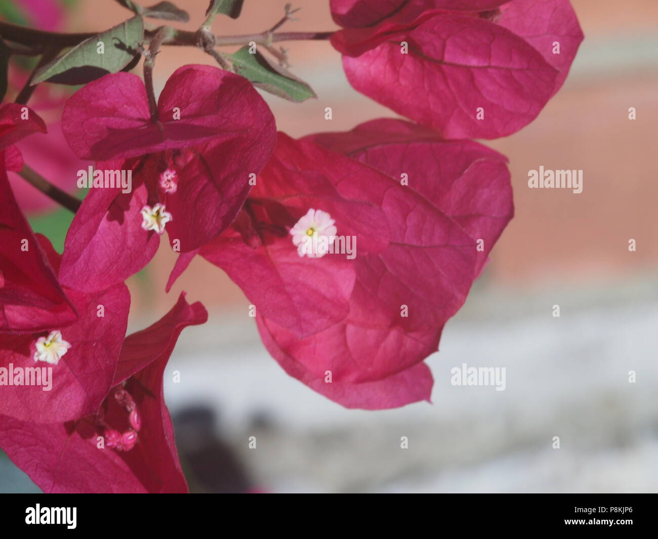 Fully open flowers hi-res stock photography and images - Alamy
