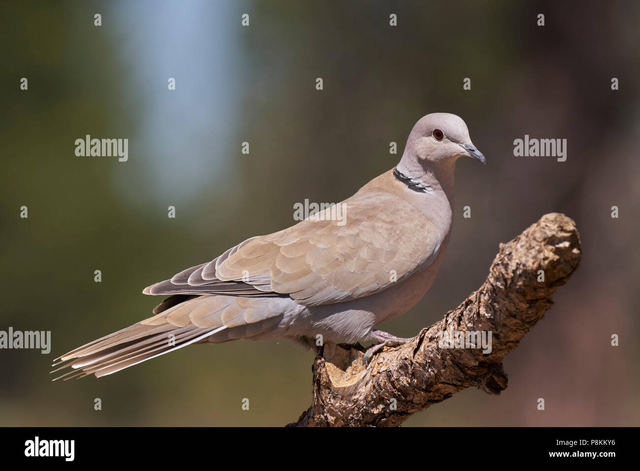 Portrait of invasive Eurasian CollaredDove, Lake County Oregon Stock Photo Alamy