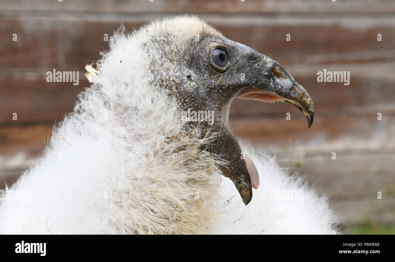 Stralsund, Germany. 12th July, 2018. A small turkey vulture offspring at the zoo. The barely two weeks old chick is healthy. Turkey vultures are the nature's Stralsund, Germany. 12th July, 2018. A small turkey vulture offspring at the zoo. The barely two weeks old chick is healthy. Turkey vultures are the nature's