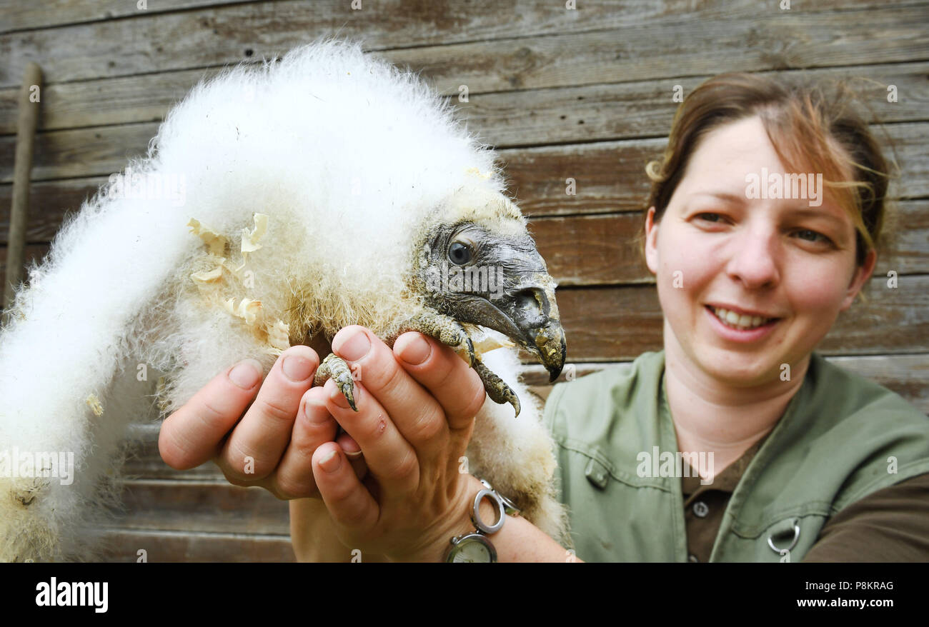 Stralsund, Germany. 12th July, 2018. Anja Deichfischer shows a small