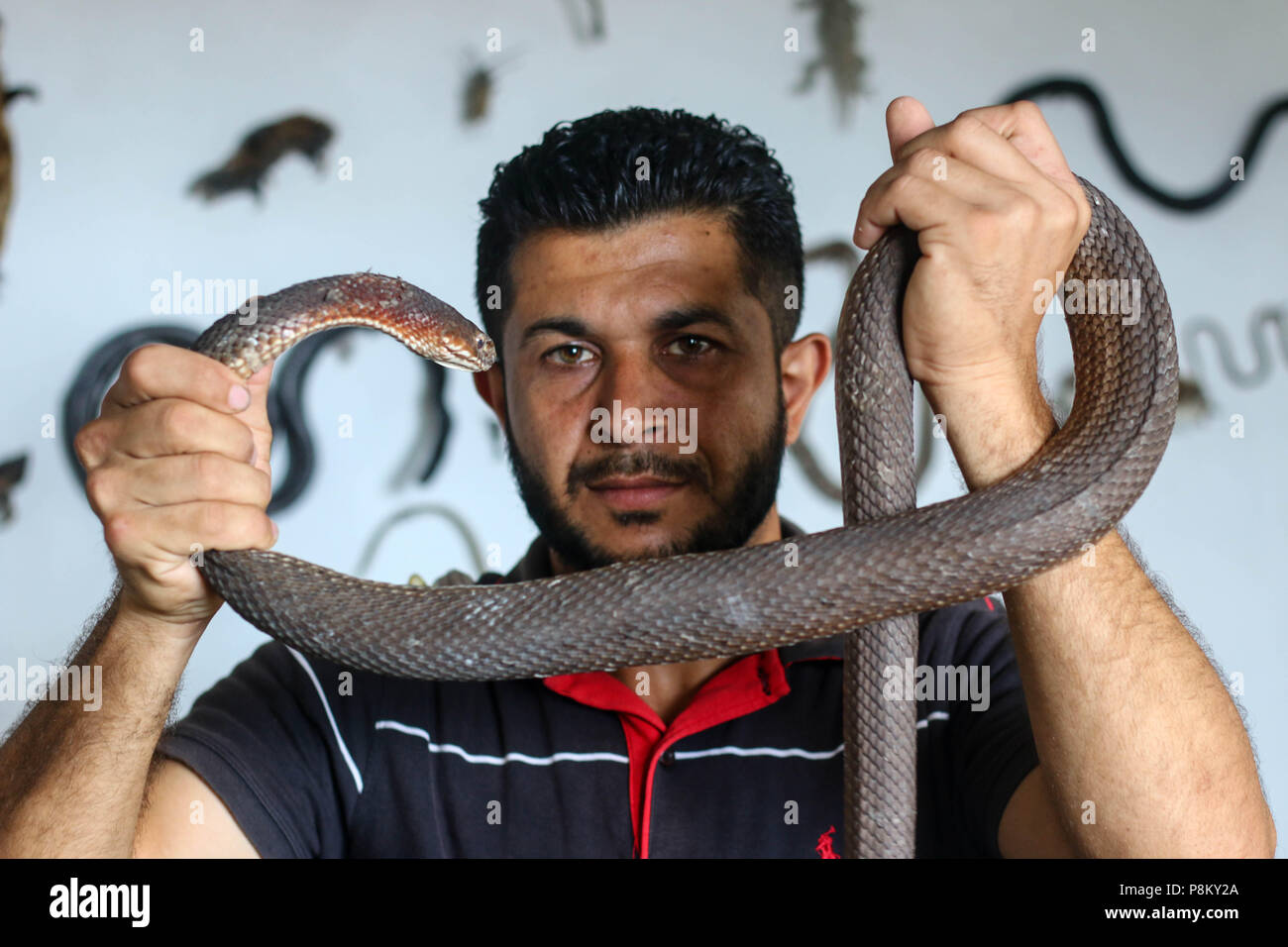 Gaza City, Gaza. 12th July, 2018. Palestinian Abdel Fattah holds the snake in his hand.July 12, 2018 - The Gaza Strip, Palestine - Palestinian Abdel Fattah Issa Asalieh 32 years working on raising snakes in his home for 10 years east of Tel Zaatar north of the Gaza Strip and Abdel Fattah owns more than 15 species of snakes different in Palestine.Abdel Fattah Issa Asalieh, a 32 year old Palestinian has been working on raising snakes in his home for 10 years and he owns more than 15 species of different snakes in east of Tel Zaatar north of the Gaza Strip, Palestine. (Credit Image: © Ahmad Hasa Stock Photo