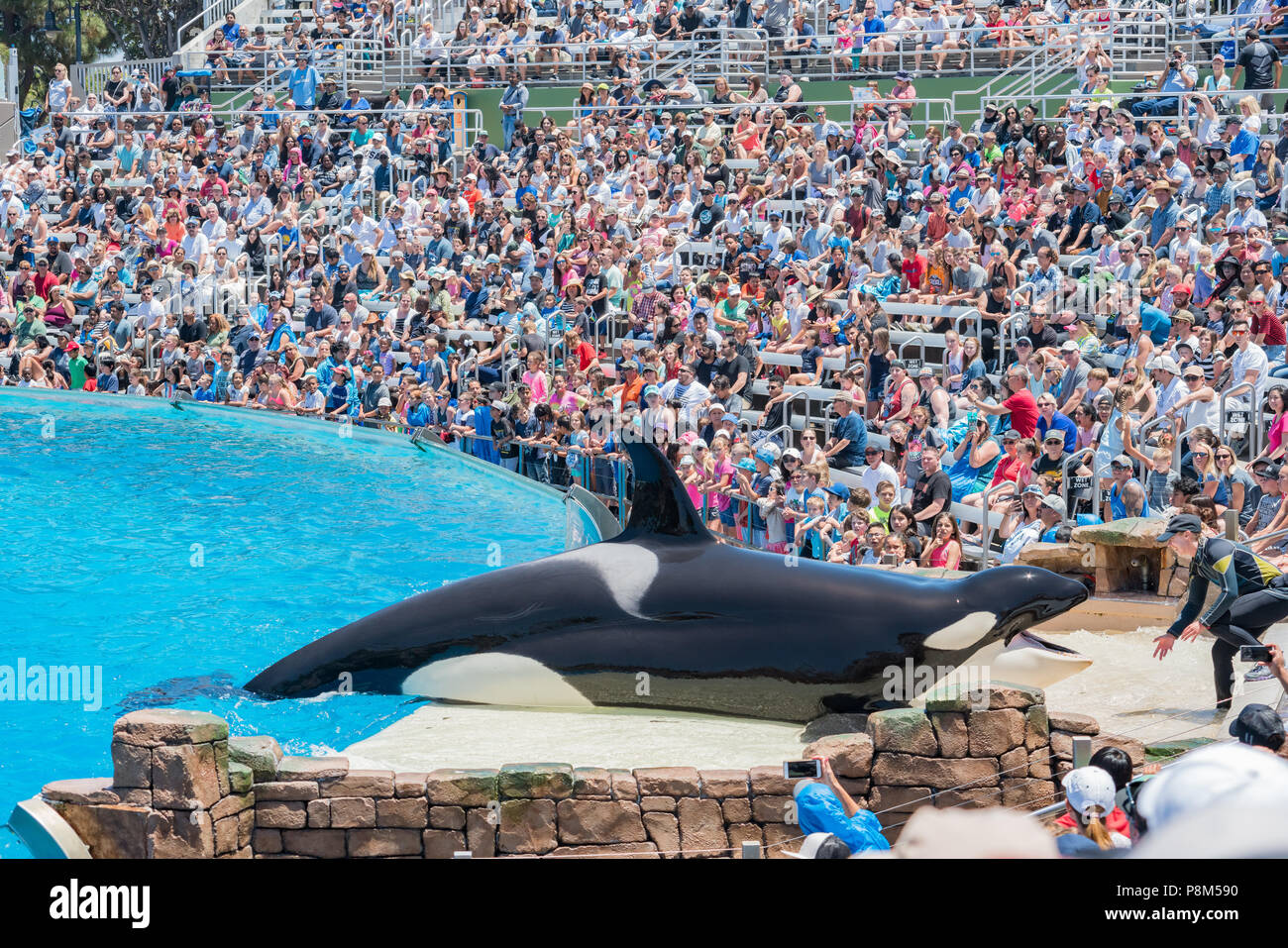 San Diego, JUN 27 Killer whales shows in the famous SeaWorld on JUN 27