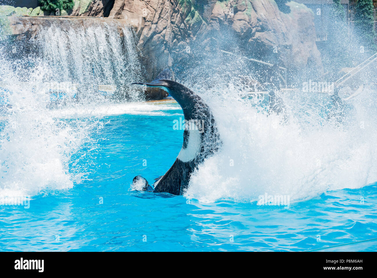 San Diego, JUN 27 Killer whales shows in the famous SeaWorld on JUN 27