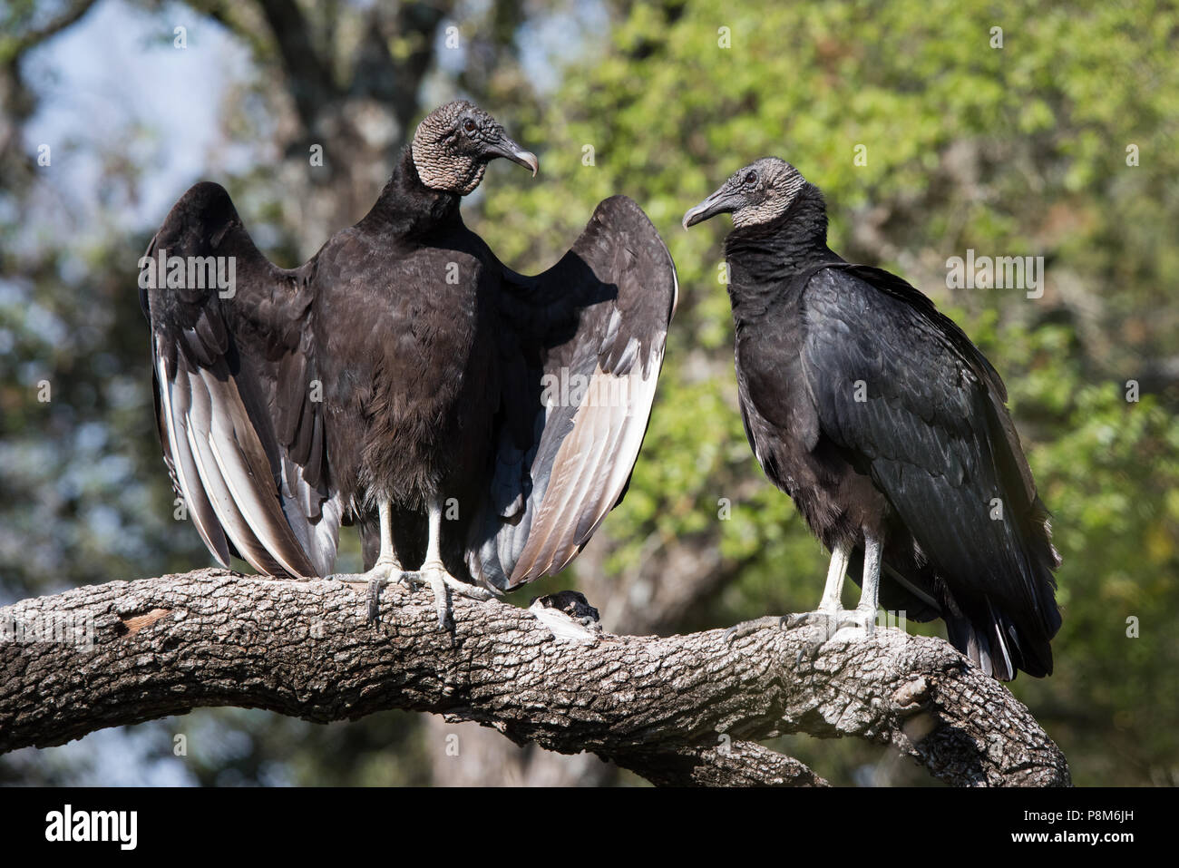 A pair of black vultures sunning themselves at McAllister Park in San Antonio, Texas. Stock Photo