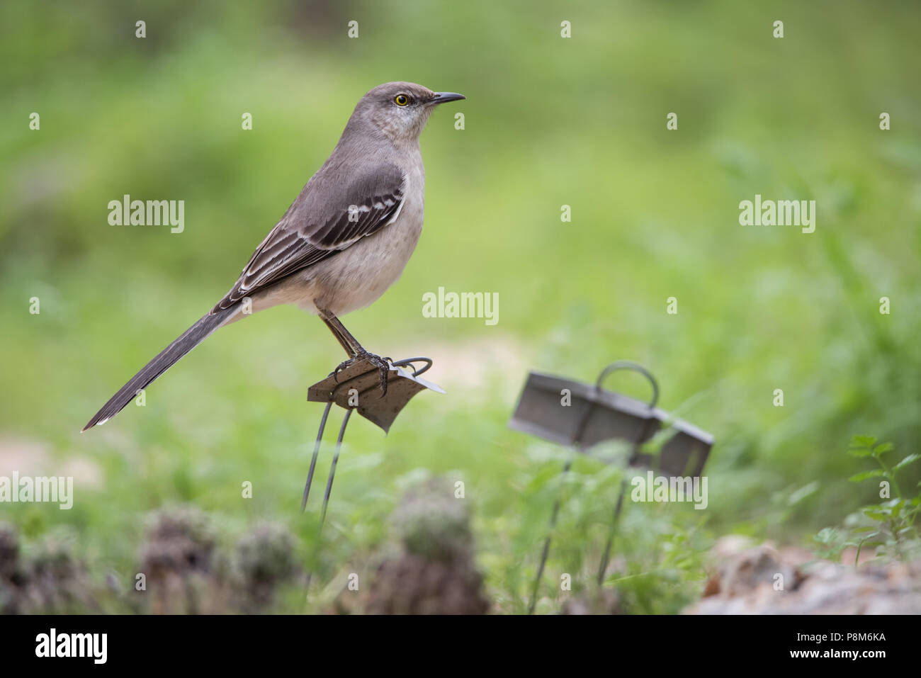 A Northern Mockingbird Perches Atop A Sign In A Bird Friendly