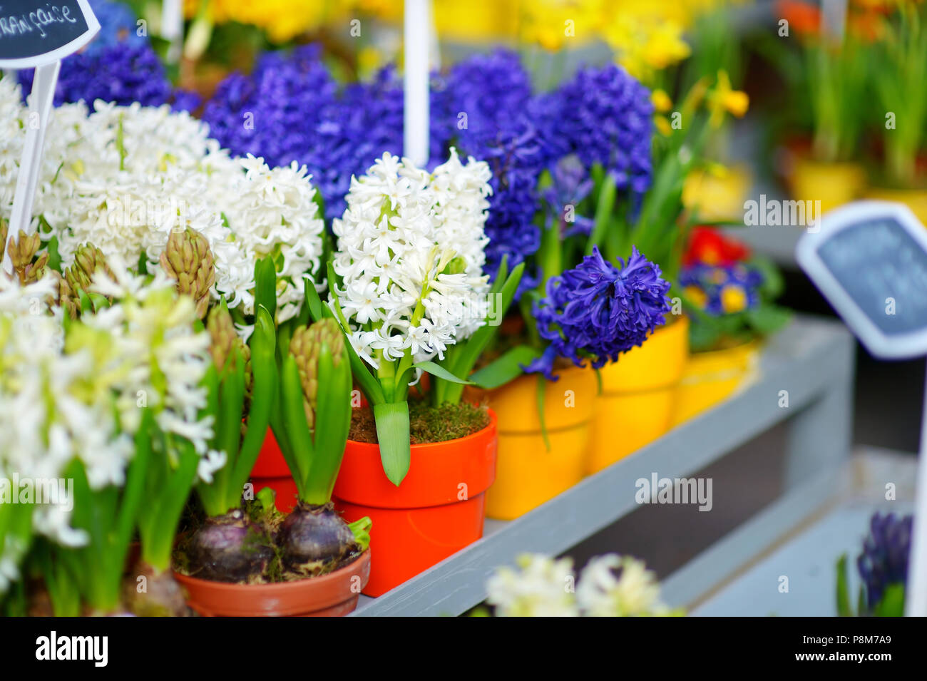 Beautiful colorful flowers sold on outdoor flower shop in Paris, France Stock Photo