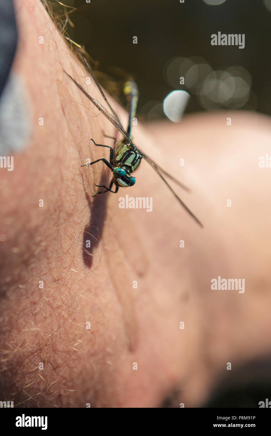 Big dragonfly sitting on human leg Stock Photo