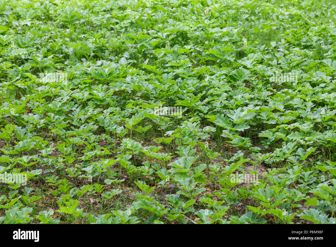 Field of young green giant hoghweed. This dangerous invasive plants can cause serious skin burns, even death in extreme cases. Stock Photo