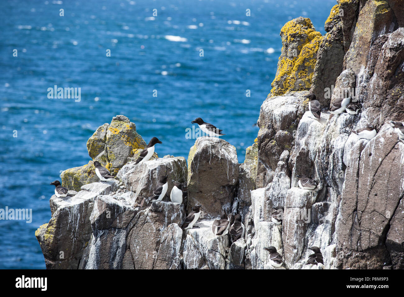 Razorbills (Alca torda) standing on the cliffs,  Isle of May, Firth of Forth, Fife, Scotland Stock Photo