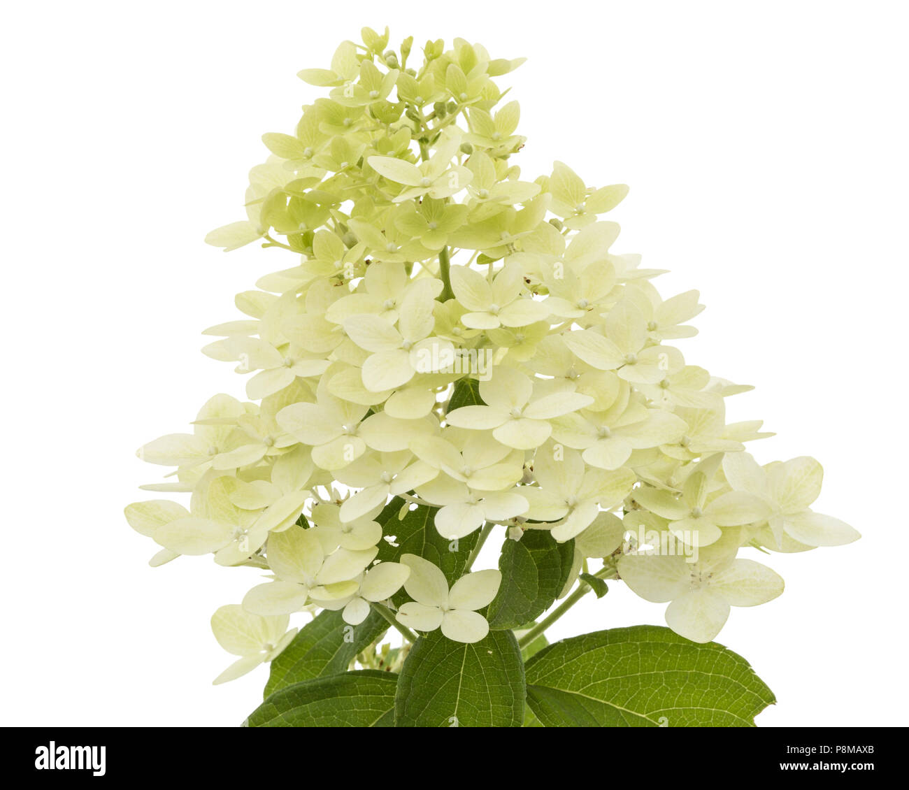 Flowers of hydrangea, isolated on white background Stock Photo - Alamy