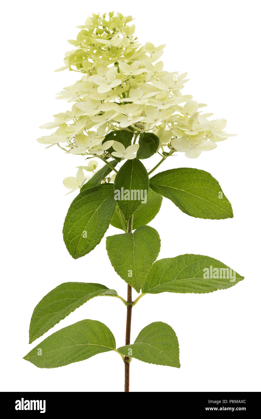 Flowers of hydrangea, isolated on white background Stock Photo - Alamy
