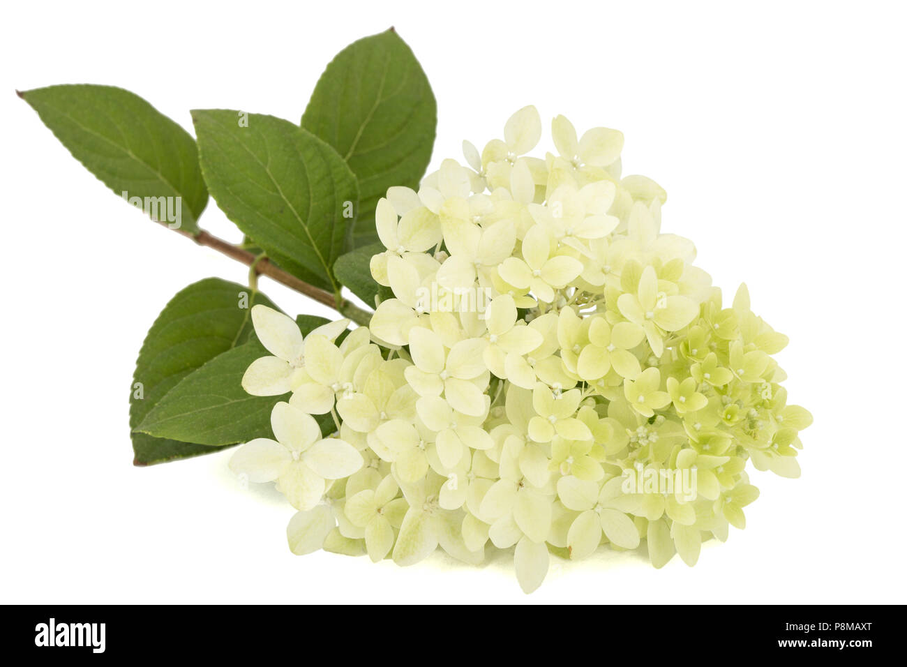 Flowers of hydrangea, isolated on white background Stock Photo - Alamy