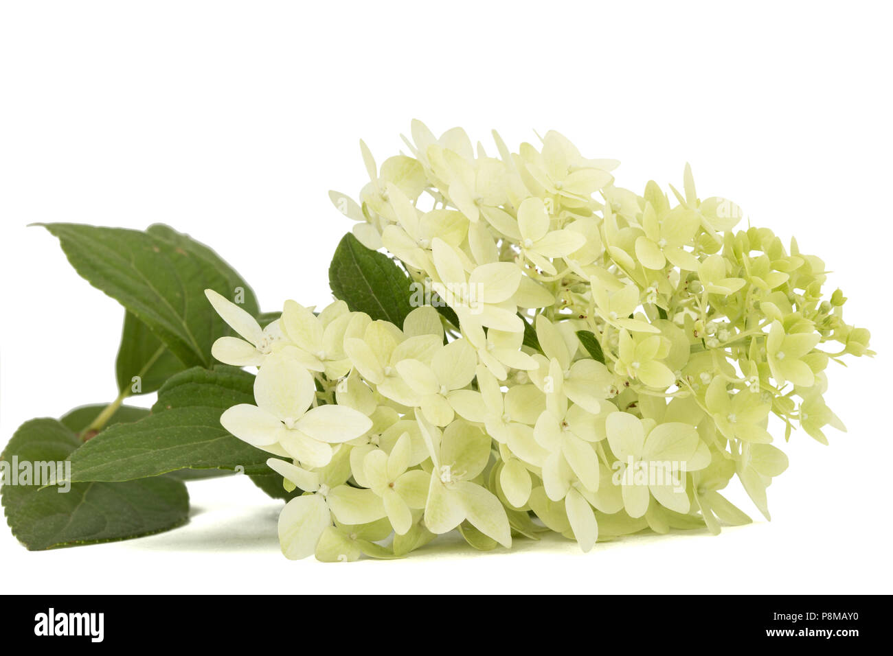 Flowers of hydrangea, isolated on white background Stock Photo - Alamy