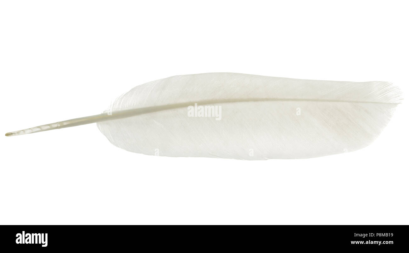 Feather bird isolated on a white background Stock Photo - Alamy