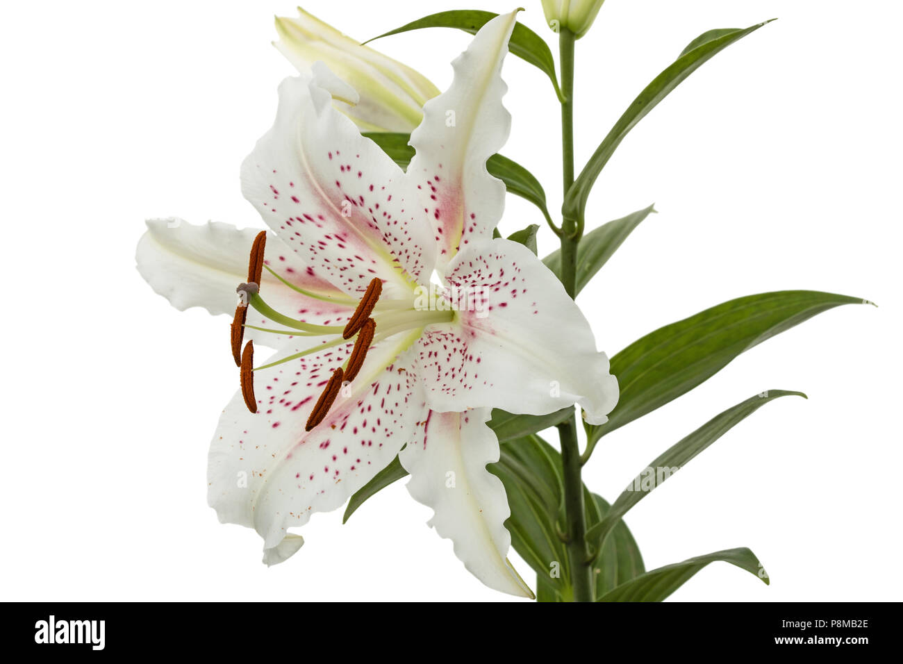 Flower of white lily, isolated on white background Stock Photo - Alamy