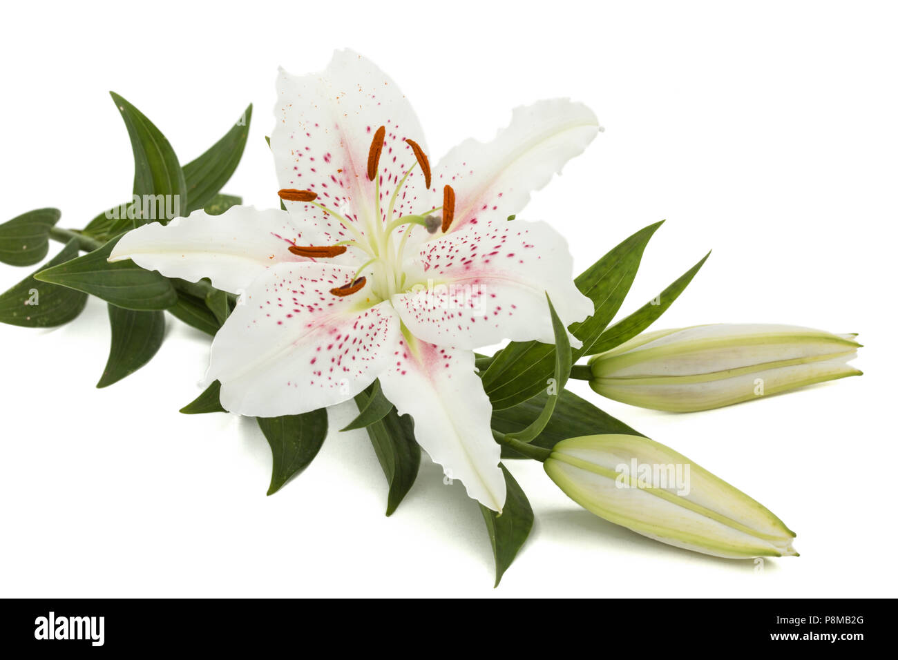 Flower of white lily, isolated on white background Stock Photo - Alamy