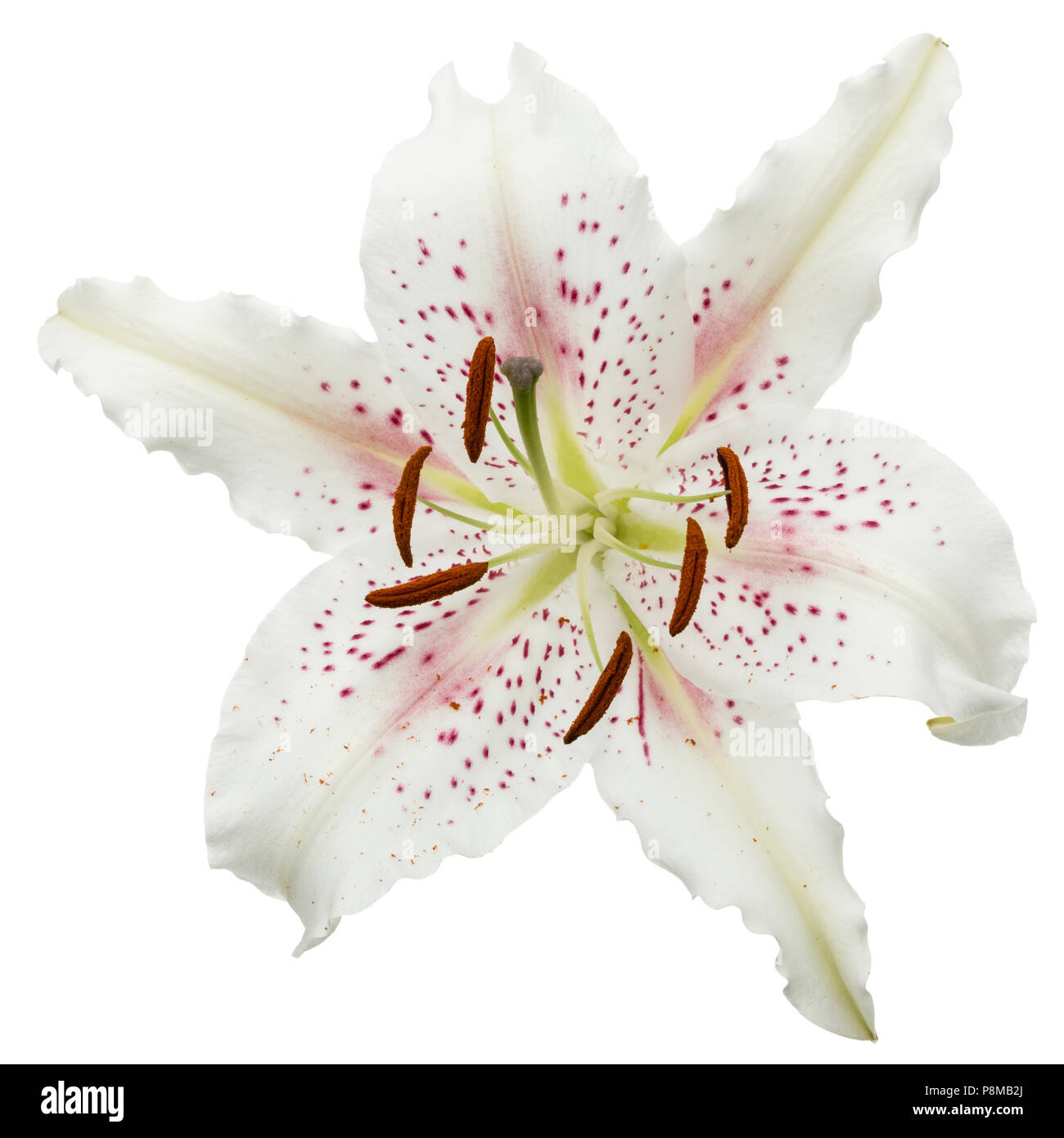 Flower of white lily, isolated on white background Stock Photo - Alamy
