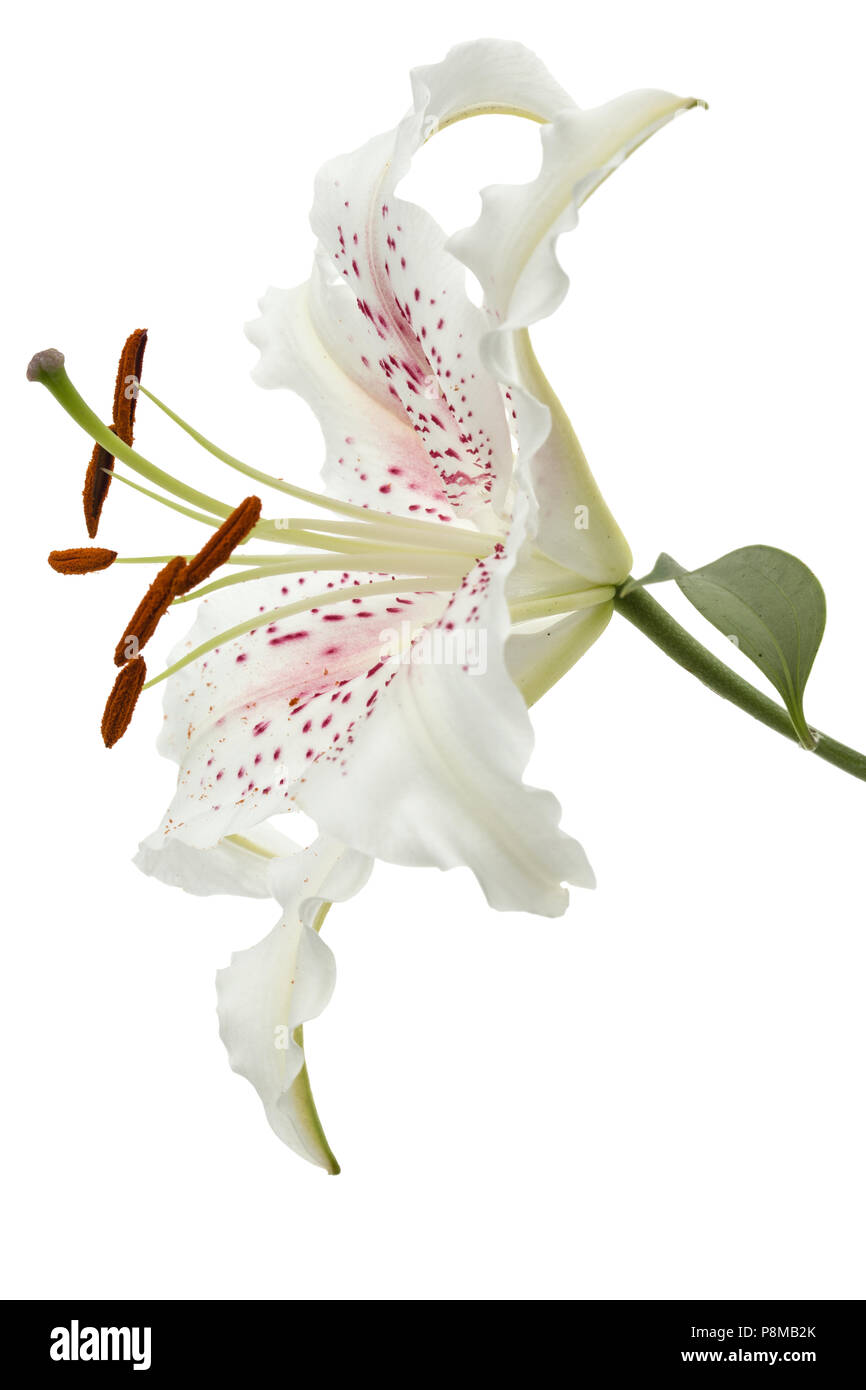 Flower of white lily, isolated on white background Stock Photo - Alamy