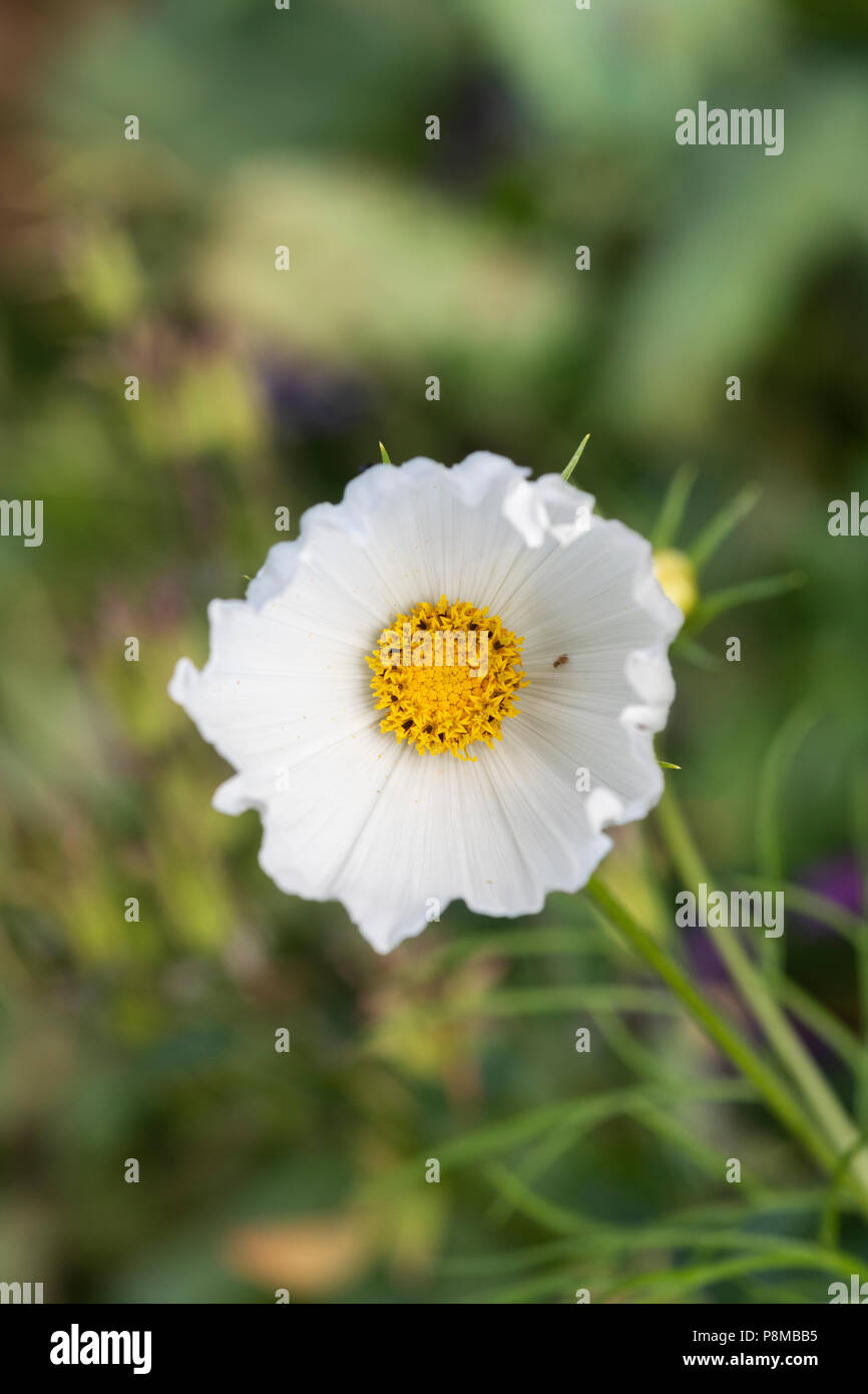 Cosmos bipinnatus 'Cupcakes White' Flower. UK Stock Photo