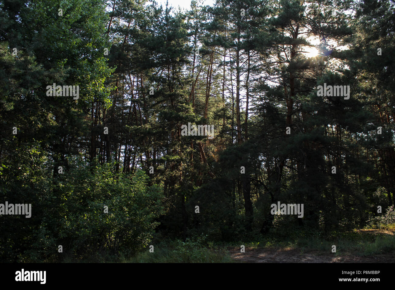 morning in pine forest Stock Photo - Alamy