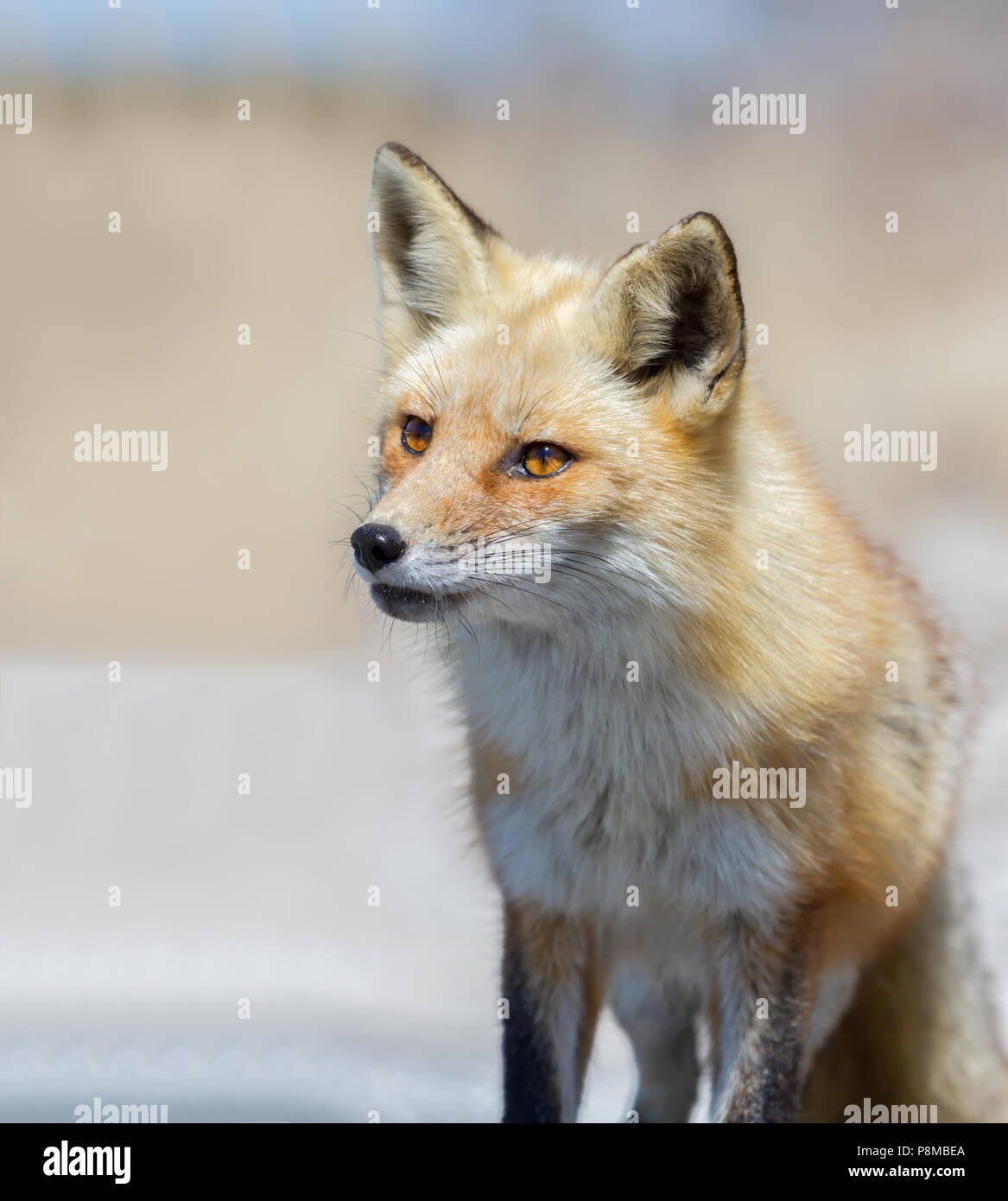 A Red fox looking intently on the side of a road at Island Beach State Park in New Jersey. Stock Photo