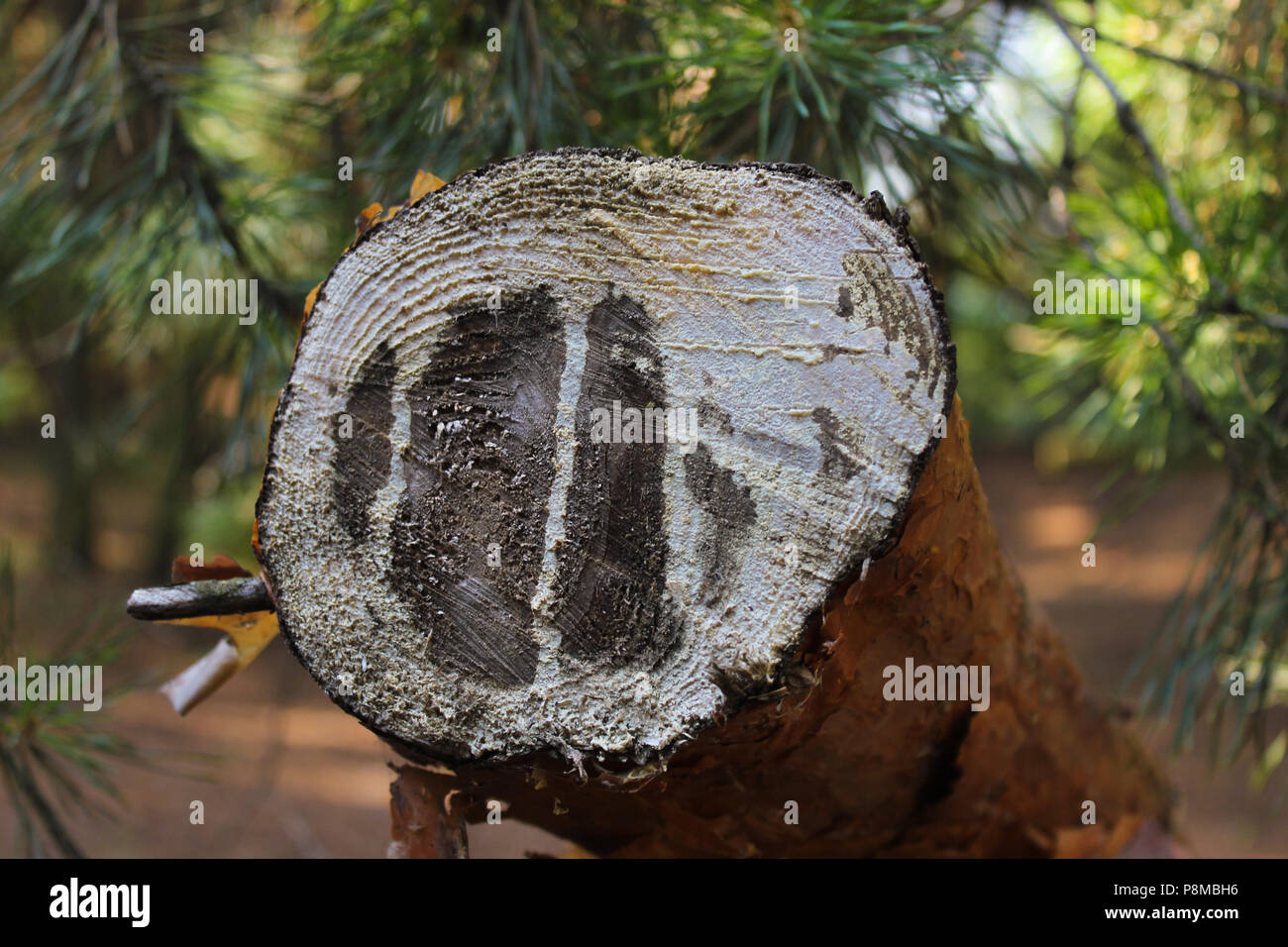 Pine tree woodland scene hi-res stock photography and images - Alamy