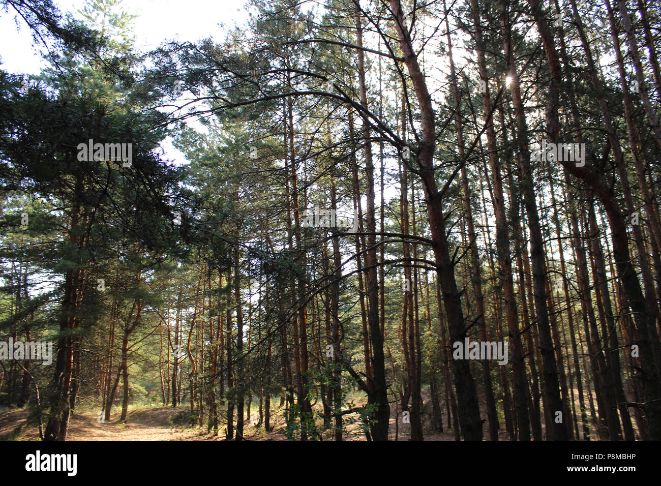 Summer pine forest hi-res stock photography and images - Alamy