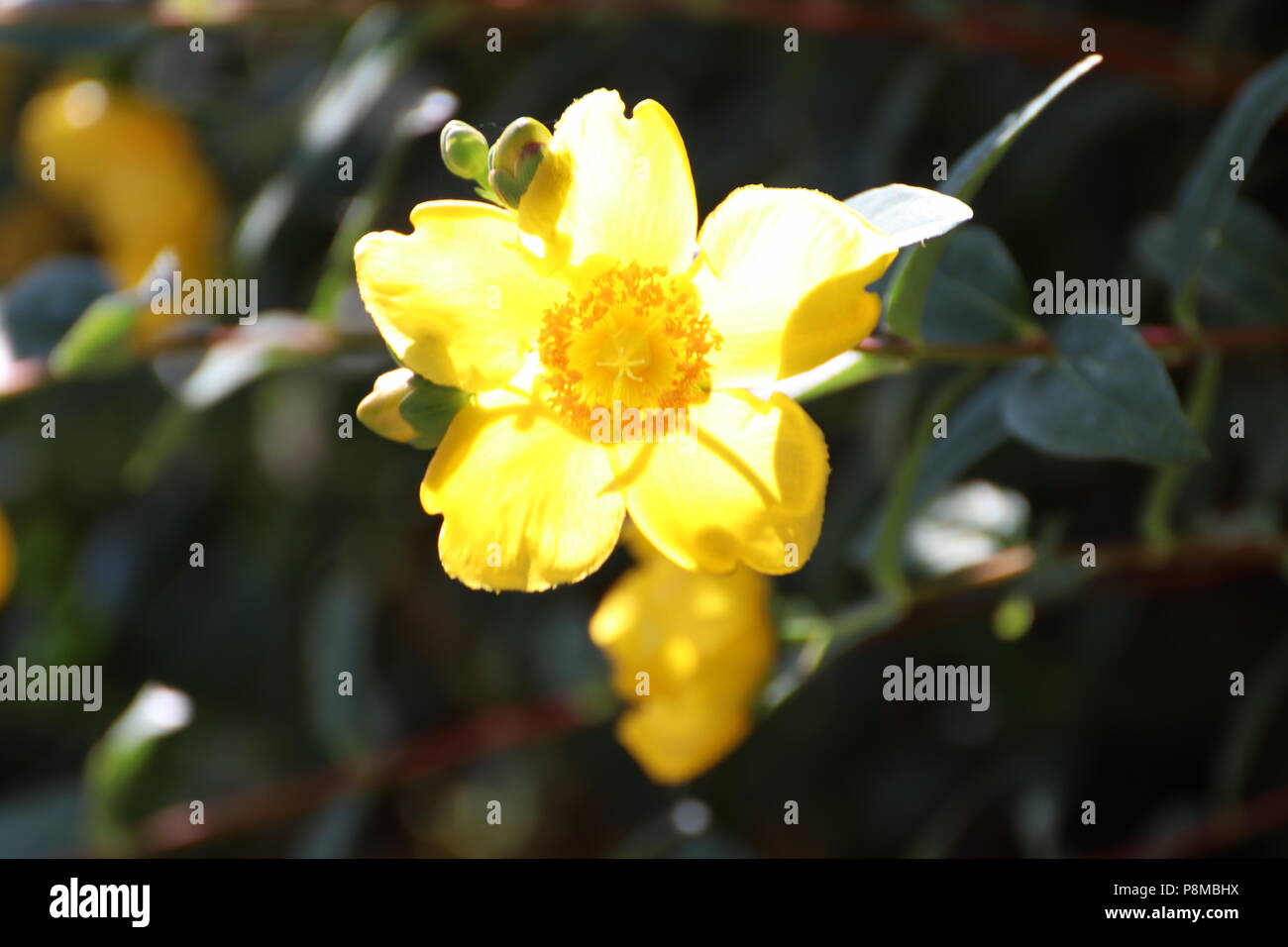 yellow hedge flower Stock Photo Alamy