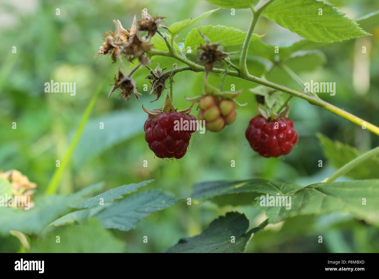 raspberry bush Stock Photo Alamy