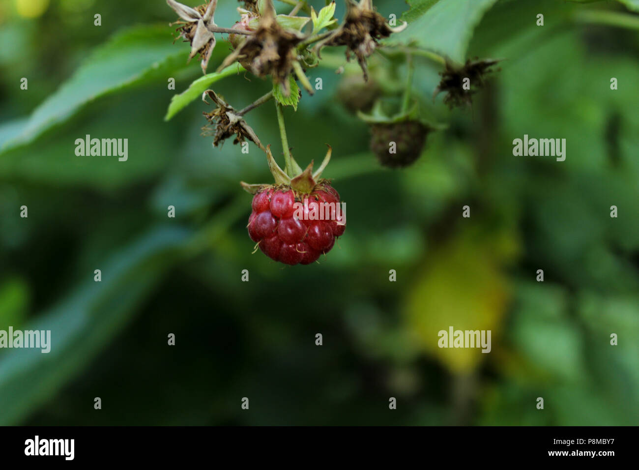 Green wild raspberry plant bush hi-res stock photography and images - Page  5 - Alamy