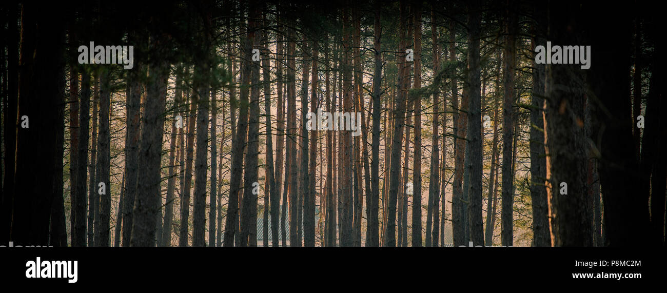 Winter Morning In A Pine Forest And Sun Rays Web Banner For Your