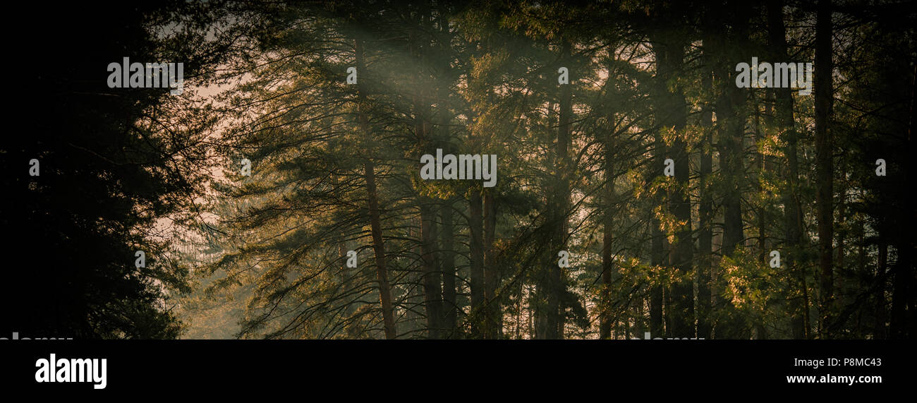 Winter Morning In A Pine Forest And Sun Rays Web Banner For Your