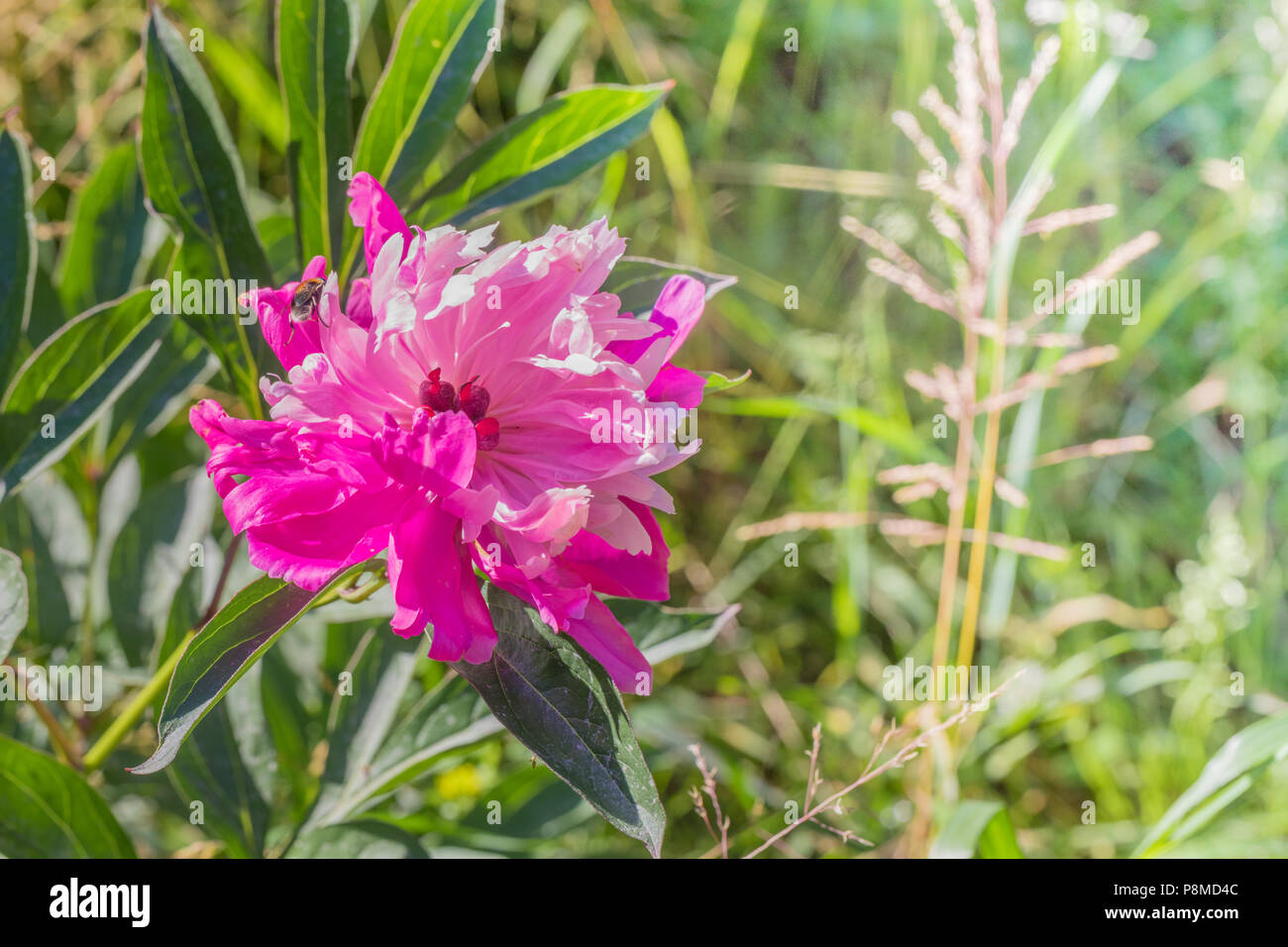 Beautiful blooming pink peony flower in the garden Stock Photo - Alamy