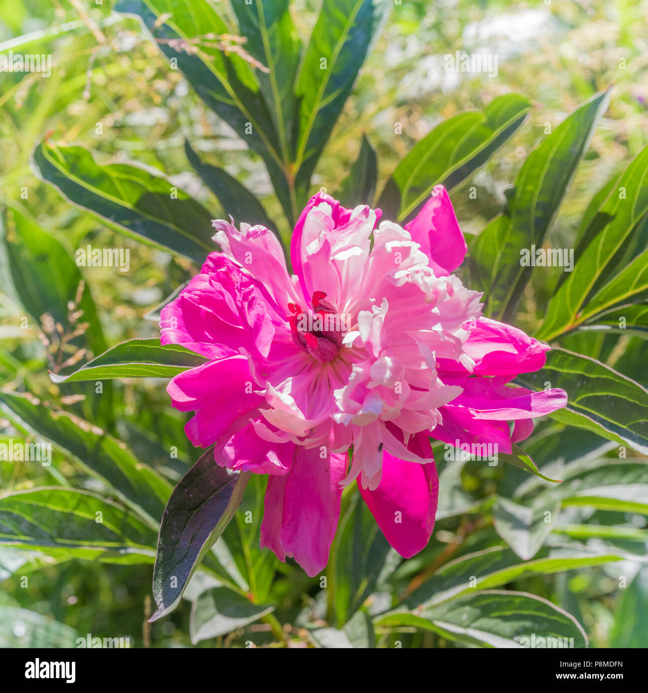 Beautiful blooming pink peony flower in the garden Stock Photo - Alamy