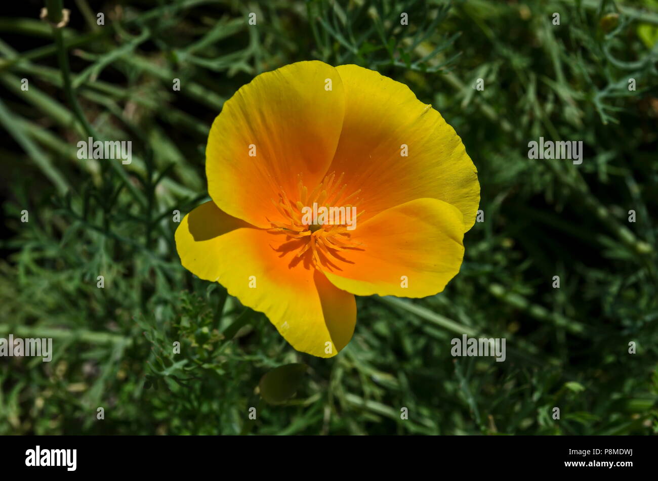 Orange California poppy or Eschscholzia californica flower in bloom close up  on green background, Sofia, Bulgaria Stock Photo