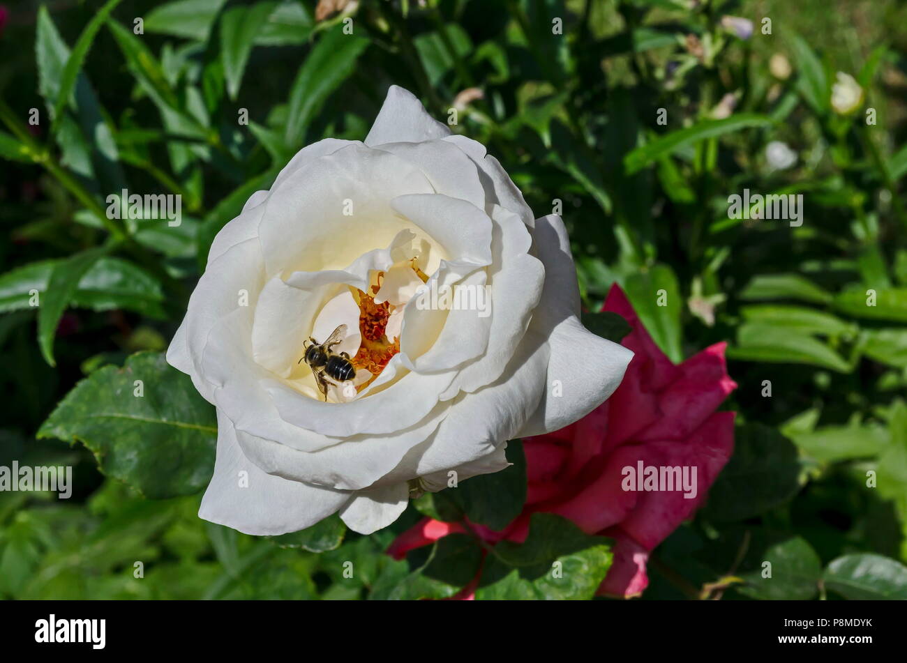 Macro close up of honey bee collecting pollen from white rose flower, Sofia, Bulgaria Stock Photo