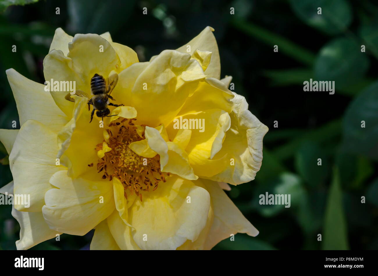 Macro close up of honey bee collecting pollen from yellow rose flower, Sofia, Bulgaria Stock Photo