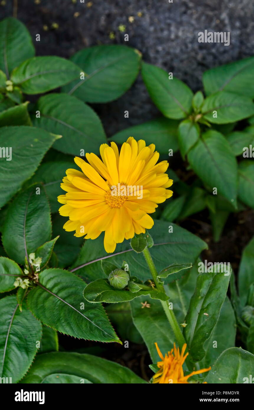 Twig marigold or Calendula officinalis flower with bloom in the floral garden, Sofia, Bulgaria Stock Photo