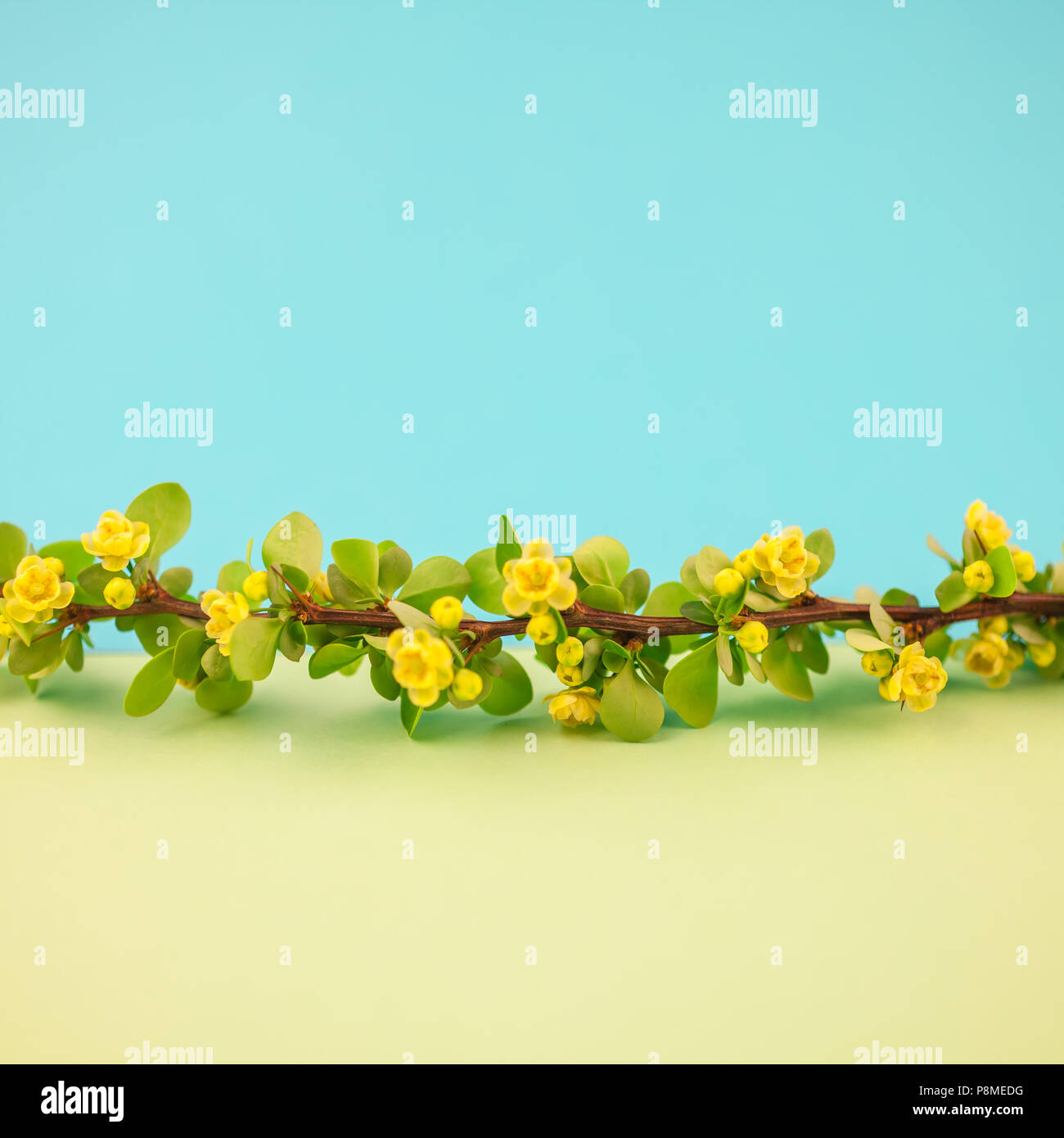 Spring blossoming barberry branch with green leaves, barbs and yellow flowers on square pastel color paper background with copy space in minimal style Stock Photo