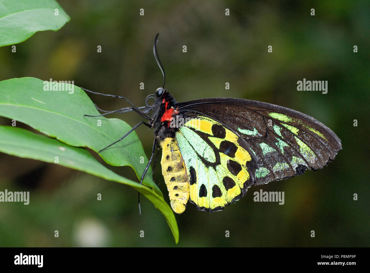 Butterflies insect lepidoptera papilionidae hires stock photography