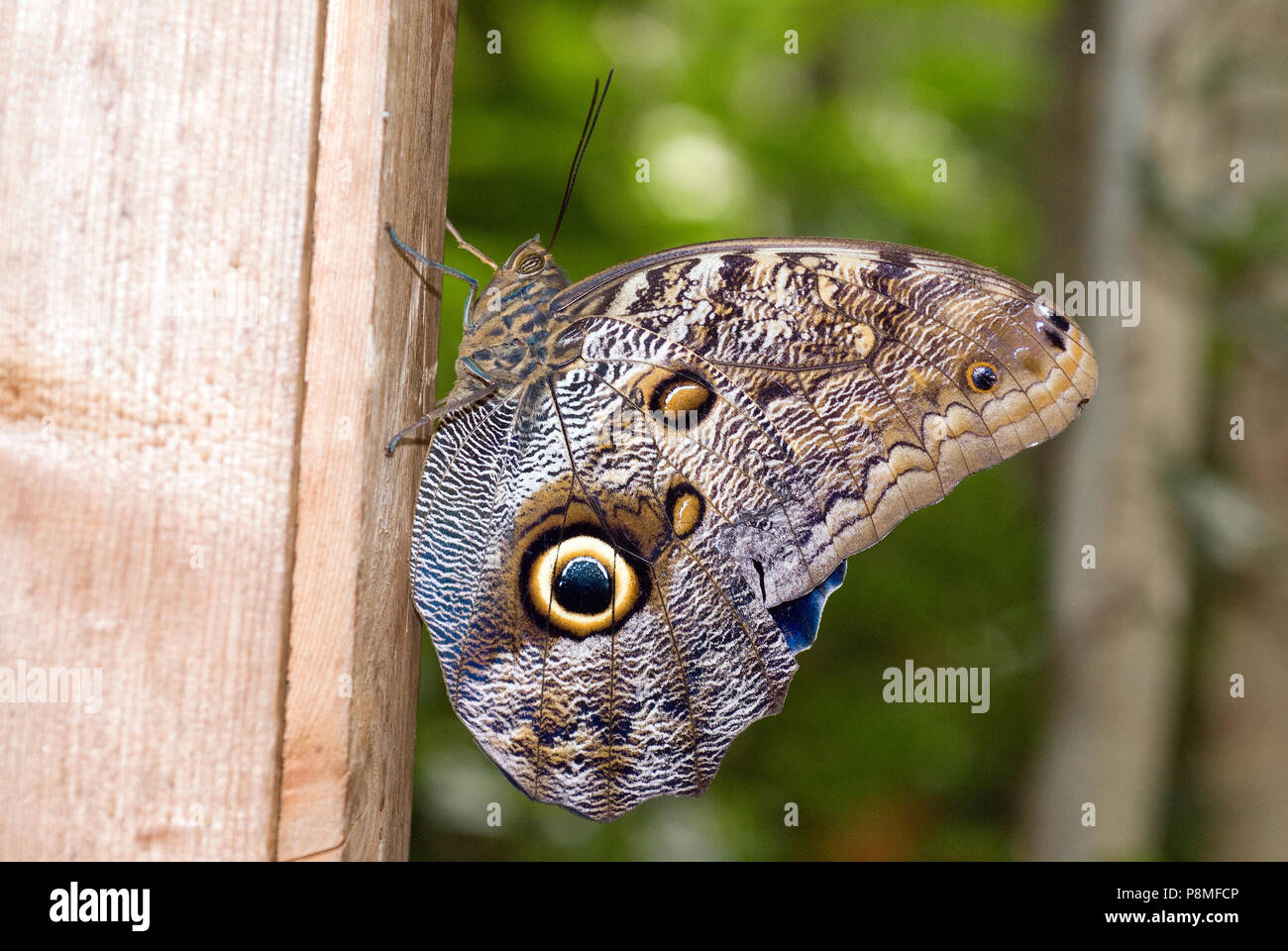 Dusky Giant Owl Butterfly (Caligo illioneus) at Magic Wings Butterfly Conservatory and Gardens, South Deerfield, Franklin County, Massachusetts, USA Stock Photo