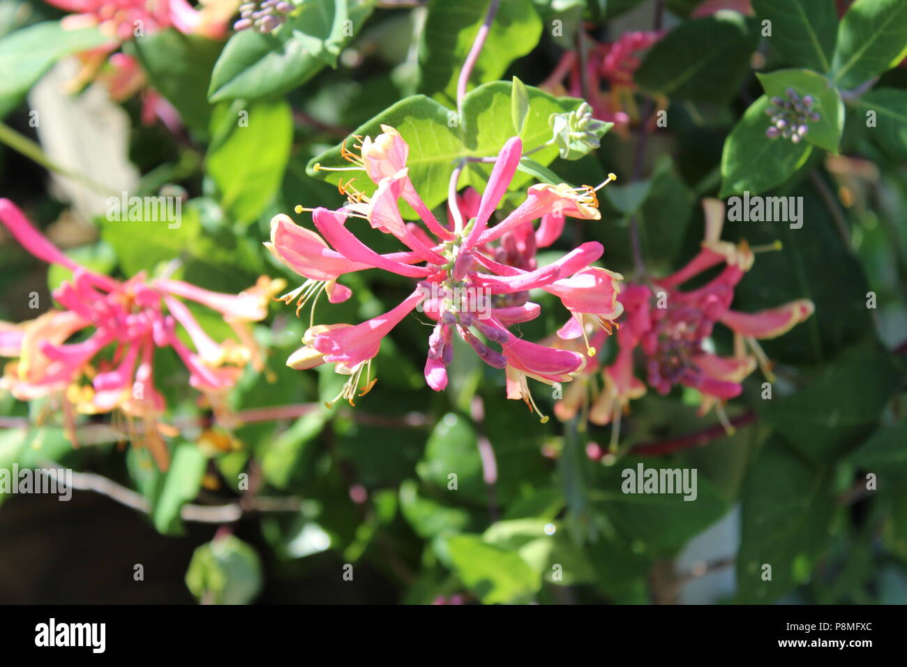 Golden Flame honeysuckle photo Stock Photo
