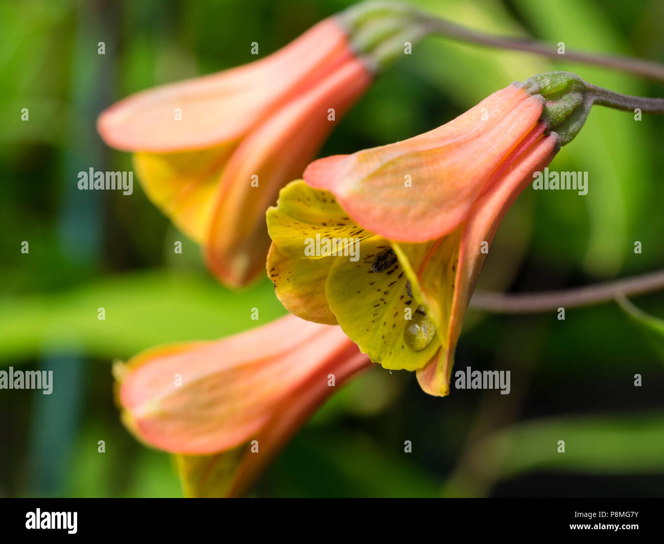 Summer flowers of the half hardy twining climber, Bomarea edulis Stock Photo