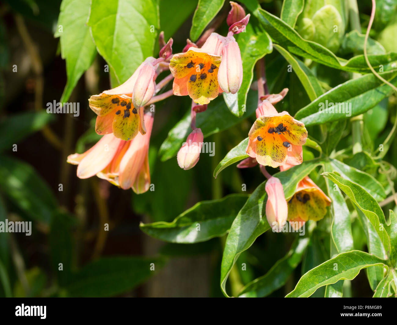 Summer flowers of the half hardy twining climber, Bomarea edulis Stock Photo